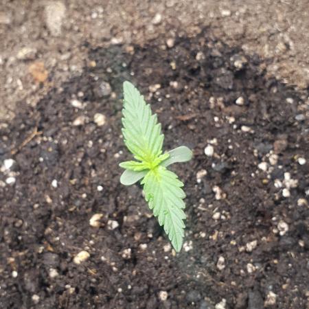 OG Kush Auto #2