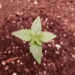 Amnesiea Haze Auto #2