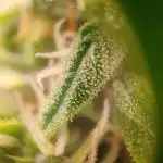 Gorilla Z Auto #1
