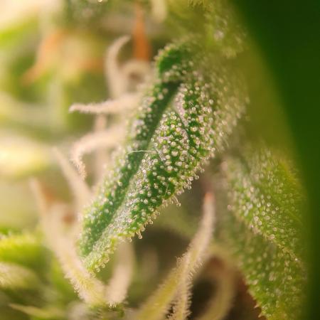 Gorilla Z Auto #1
