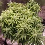 Gorilla Z Auto #1