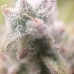 Amnesiea Haze Auto #2