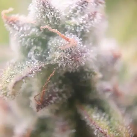 Amnesiea Haze Auto #2