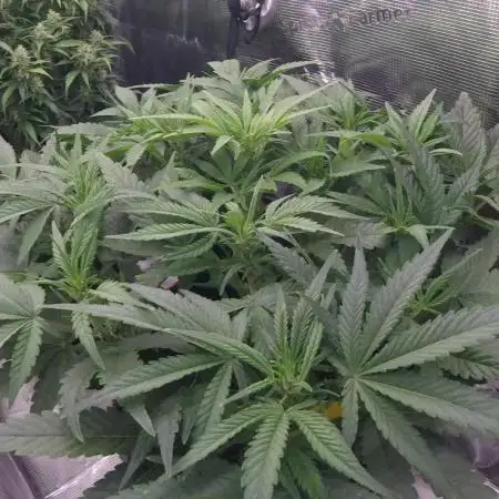 Amnesiea Haze Auto #2
