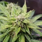 Orange Sherbet Auto #2