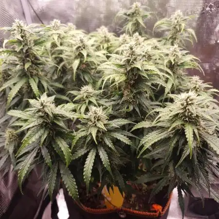 Gorilla Z Auto #1