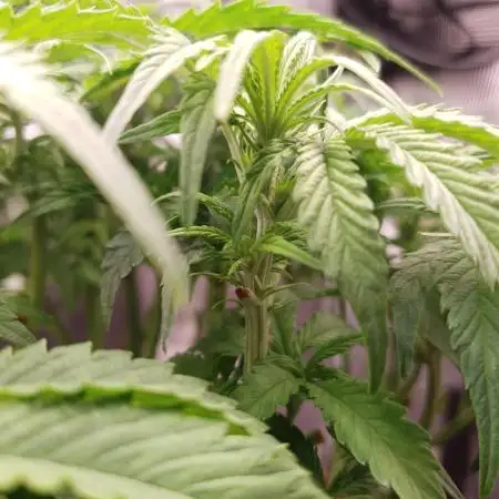 Gorilla Z Auto #1