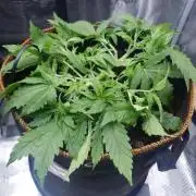 Orange Sherbet Auto #3