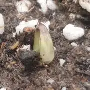 Tropicana Cookies Auto #1