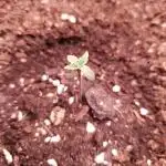Amnesiea Haze Auto #2