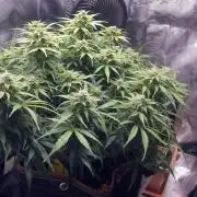 Orange Sherbet Auto #2