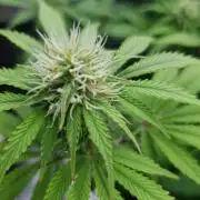 Blueberry Auto #2