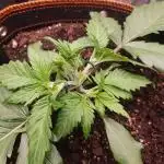 OG Kush Auto #2