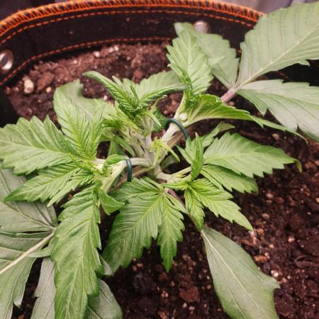 OG Kush Auto #2