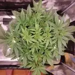 Amnesiea Haze Auto #2