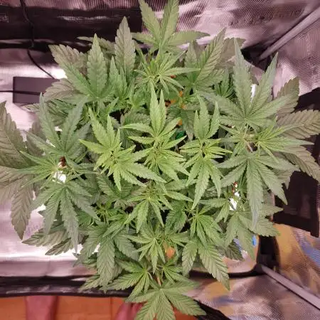 Amnesiea Haze Auto #2