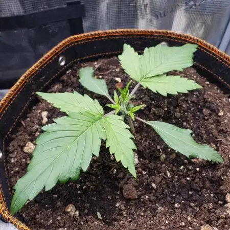 OG Kush Auto #2