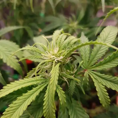 Gorilla Z Auto #1