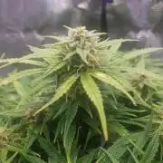 Orange Sherbet Auto #2