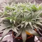 Amnesiea Haze Auto #2