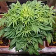 Orange Sherbet Auto #2