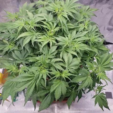 Tropicana Cookies Auto #1