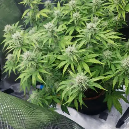 Blueberry Auto #2
