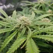 Orange Sherbet Auto #2