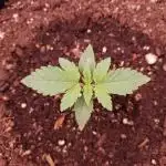 Amnesiea Haze Auto #2