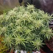 Orange Sherbet Auto #2