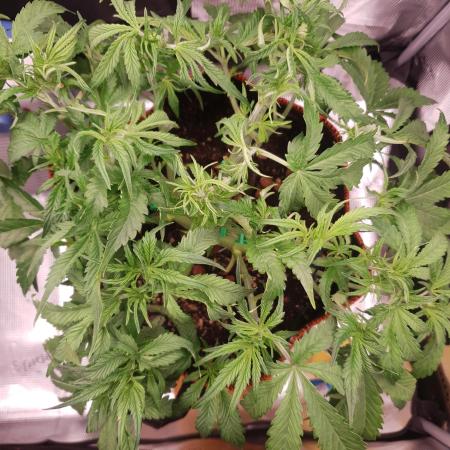Gorilla Z Auto #1