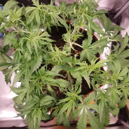 Gorilla Z Auto #1