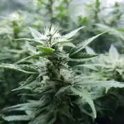 Orange Sherbet Auto #3
