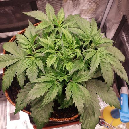 OG Kush Auto #2