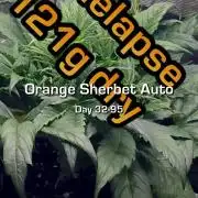 Orange Sherbet Auto #2