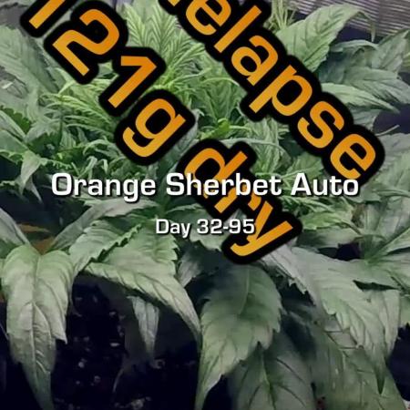 Orange Sherbet Auto #2