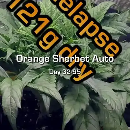 Orange Sherbet Auto #2