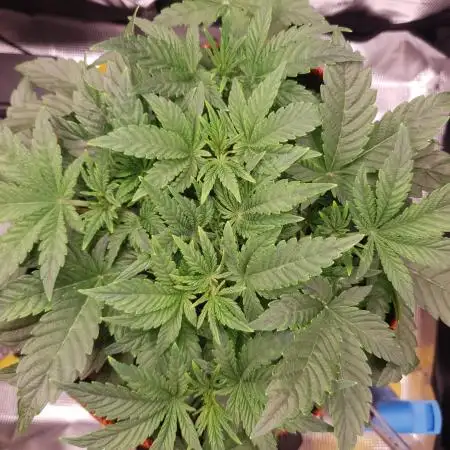 Amnesiea Haze Auto #2