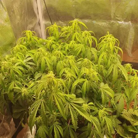 Amnesia Haze Auto #1