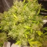 OG Kush Auto #1