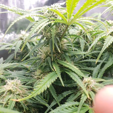 Orange Sherbet Auto #2