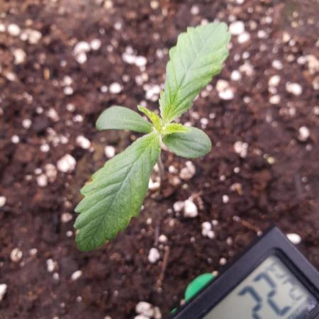 Tropicana Cookies Auto #1