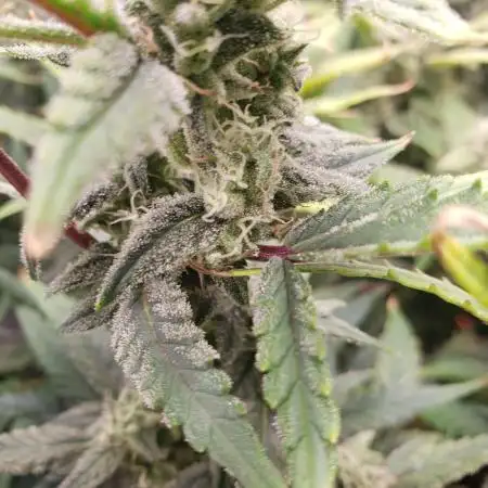 Amnesiea Haze Auto #2