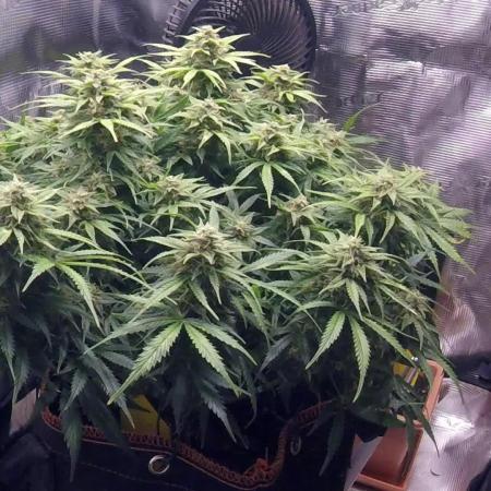 Orange Sherbet Auto #2