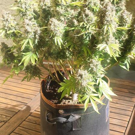 Blueberry Auto #2