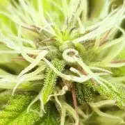 Blueberry Auto #2