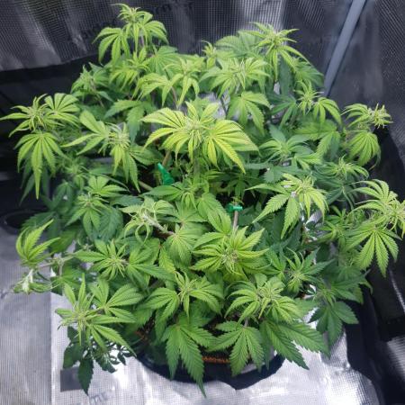 Blueberry Auto #2
