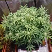 Orange Sherbet Auto #2