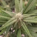 Amnesiea Haze Auto #2