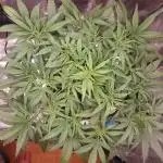 Amnesiea Haze Auto #2
